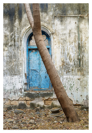 Gulmohar Tree and Blue Door