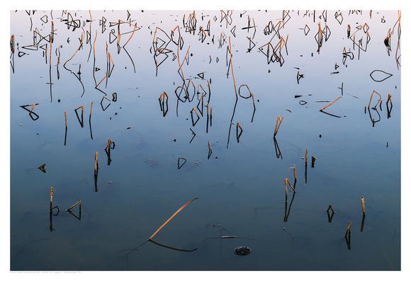 Lotus Pond Reflections #5