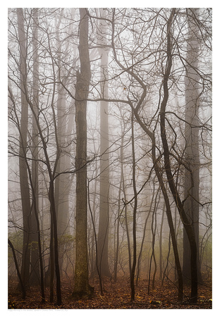 Foggy Morning in the Woods