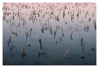 Lotus Pond Reflections #3