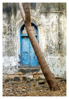 Gulmohar Tree and Blue Door