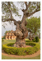 Trees with Bulbous Trunks and the Lotus Mahal