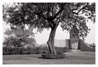 Neem Tree and Watchtower