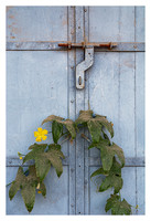 Blue Steel Door and Zucchini Flowers
