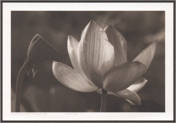 Lotus Flower & Pod.