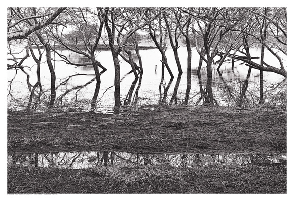 Flooded Tree Reflections #2